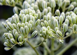 Indian Prairie Plantain - Arnoglossum plantagineum - 50 seeds - £11.84 GBP