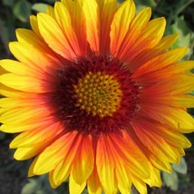 Organic Blanket Flower Gaillardia Fresh Seeds USA - $8.00