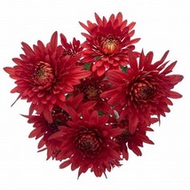 Bachelor&#39;s Button Red Boy, 150 Seeds R - £11.30 GBP
