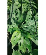 1 pcs MONSTERA LIVE PLANT~SWISS CHEESE PLANT~4 to 5 ROOTED LEAVES PER 4&quot;... - $23.59
