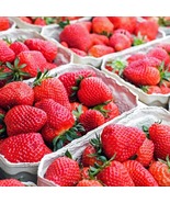 5 Cabot Strawberry Roots – Bare Root Plants | Extra-Large, Sweet - $514.19 MXN