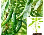 Plant Pepper Serrano Capsicum Annuum Chilli Live Plant 4in pot - $24.93
