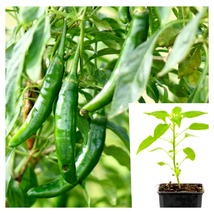 Plant Pepper Serrano Capsicum Annuum Chilli Live Plant 4in pot - $24.93