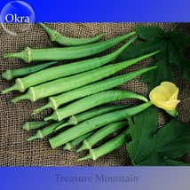 Heirloom Green Okra Clemsons Spineless Red gumbo Herb Vegetable Seeds, P... - £5.40 GBP