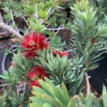 Little John Dwarf Bottlebrush Callistemon Little John Live Plant Ship In... - £61.29 GBP