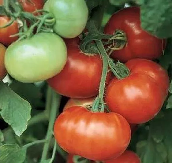 50 Seeds Rally Tomato Vegetable Garden - £7.73 GBP