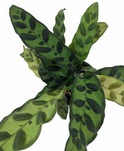 4&quot; Pot Rattlesnake Live Plant Calathea lancifolia Easy Houseplant Indoor - £62.34 GBP