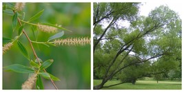 5 Salix nigra | Black Willow Cuttings | Cut FRESH Each Order | 12&quot; Long - £28.00 GBP