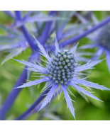 Sea Holly Eryngium Alpinum - 100 Seeds - $178.71 MXN