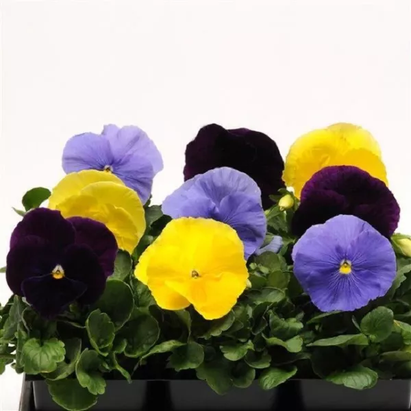 Pansy Seeds Pansy Matrix Tricolor Mix 25 Seeds Extra Large Flowers Fresh Garden - £9.19 GBP