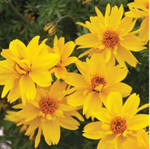 Fresh Seeds 50Pcs Lot Bidens Ferulifolia Golden Eye Flower - £10.23 GBP