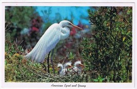 Florida Postcard American Egret &amp; Young Everglades National Park - £1.69 GBP