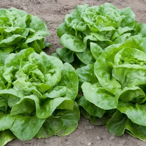 500 White Boston Lettuce Seeds Non GMO - £3.23 GBP