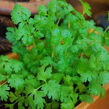 100++ Cilantro / CORIANDER Seeds  Heirloom    Herb Seeds    - $6.98