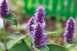 30 ANISE HYSSOP SEEDS NON GMO HEIRLOOM - $2.55