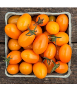 15 Seeds Tomato Orange Zima Hybrid Cherry Grape Fresh - $9.55