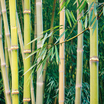 MBK 50 Giant Bamboo Seeds Privacy Plant Garden Clumping Shade Screen 387... - $11.90