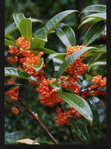 Beni Kin Mokusei Red Sweet Tea Olive Osmanthus Fragrans Rooted Starter P... - £28.21 GBP