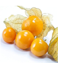 New Fresh 100Pcs Physalis Peruviana Delicious Fruit Golden Berry Seeds - $5.99