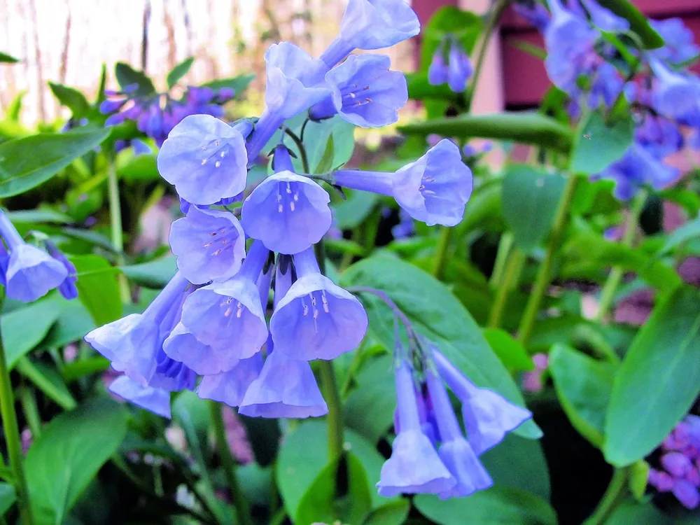 Virginia Bluebells Wildflower Seeds 10 Mertensia virginic - £10.34 GBP