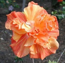 20 Double Yellow Orange Hibiscus Seeds Flowers Perennial Flower 365 Home... - $10.24