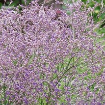 Limonium Latifolium Sea Lavender 20 Flower Seeds Fresh USA Shipping - £10.85 GBP