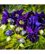 COLUMBINE LEPRECHAUN GOLD, 15 SEEDS R - $16.35