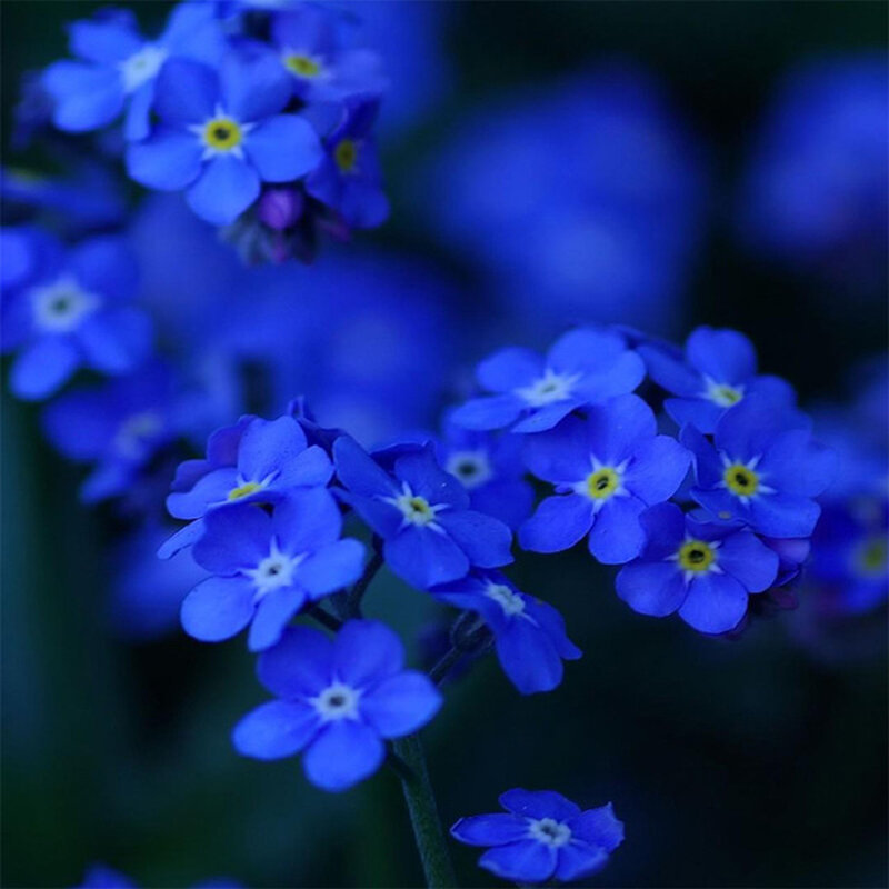 200 PCS Fragrant Evening Primrose Seeds - Dark Blue Flowers with Yellow Centre