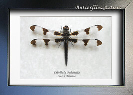 Real Twelve-spotted Skimmer Dragonfly Libellula Pulchella Entomology Sha... - £49.91 GBP