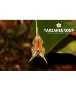 LEPANTHES CALOCERCA MINIATURE ORCHID MOUNTED - $65.00