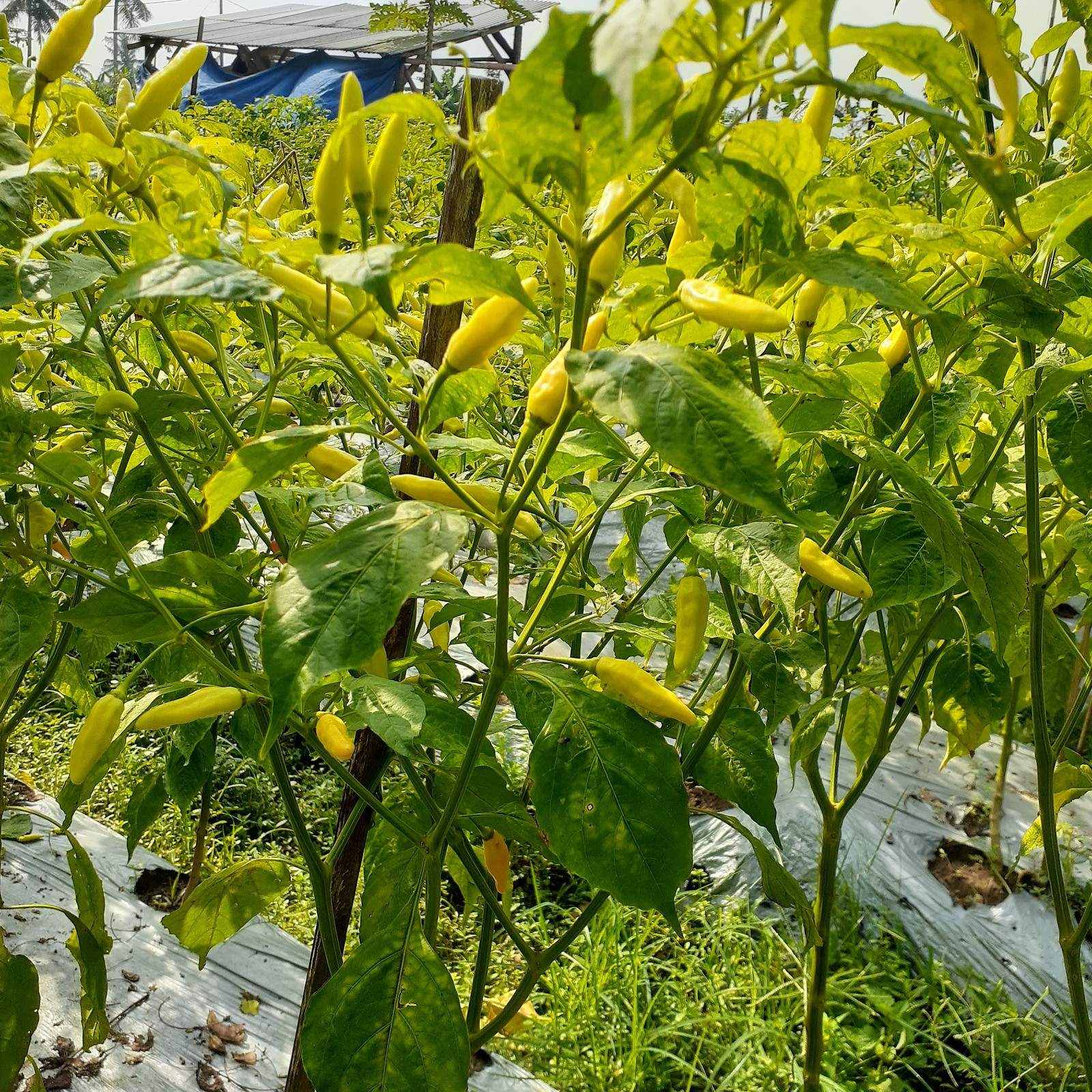 organic bird&#39;s eye chili pepper seeds Hot Pepper Seed. Capsicum annuum - $2.99