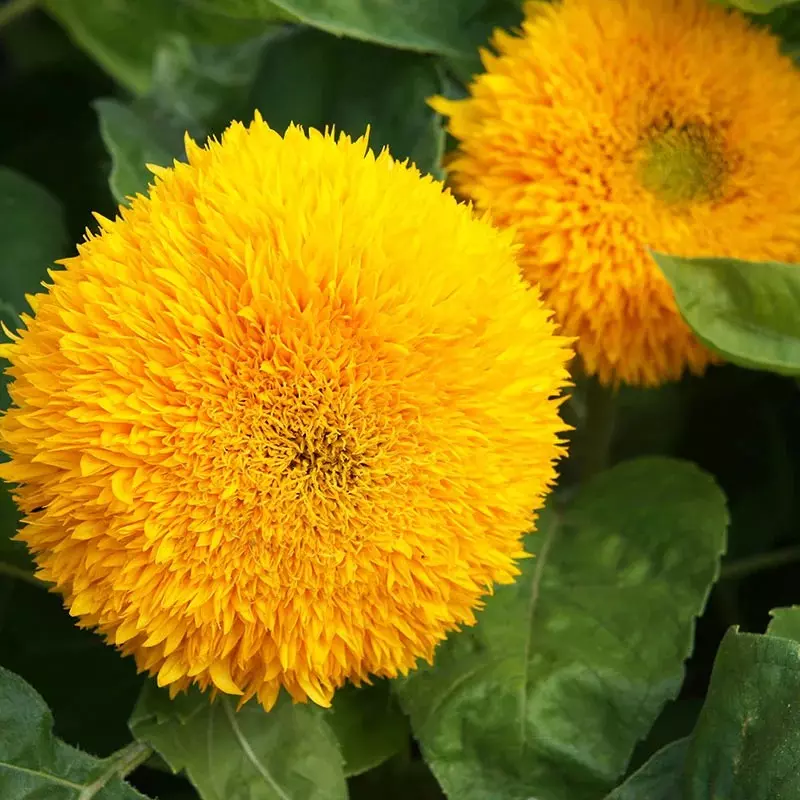 AW 50 Seeds Double Dwarf Sunflower Dwarf Teddy Bear Sungold Fresh - £7.65 GBP