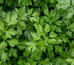 TISSEEDS Winter Chervil Seeds 500 Herb Garden Culinary &quot;French Parsley&quot; FAST SHI - £7.09 GBP