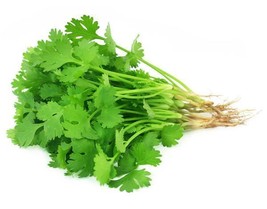 Grow In US Organic Cilantro seeds Slow bolt Fast One gram approx 75 seeds - £7.35 GBP