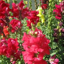 Snapdragon Seed Ruby Red Snapdragon Flower Seeds 5000 Seeds Fresh Seeds Fast Shi - £13.64 GBP