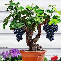 Xinjiang Sweet Black Grape 15 Seeds Living Room Plants Gardening - £6.30 GBP