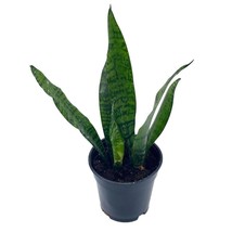 Variegated Snake Plant, 4 inch, Green Dracaena trifasciata, Cow&#39;s tongue, Le - £8.92 GBP