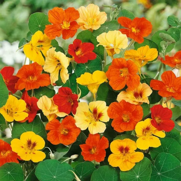 Nasturtium Jewels Mix 50 Fresh Seeds - $13.40