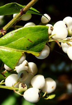 Randia aculeata, white indigoberry florida native indigo berry seed  50 seeds - $13.99