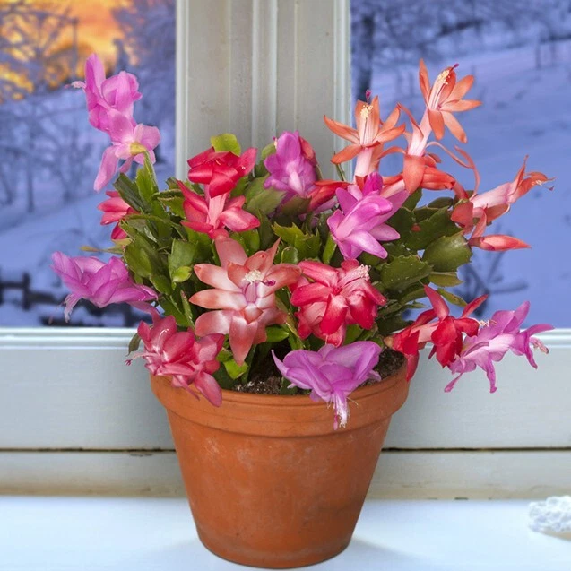 15+ Seeds Winter Beauty Christmas Cactus Collection  house plant  garden... - €5,94 EUR