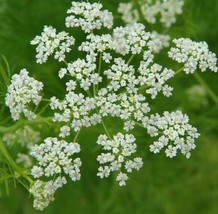 Bloomys Caraway Seeds 300 Herb For Growing Garden European Culinary SpiceUS Sell - $10.38