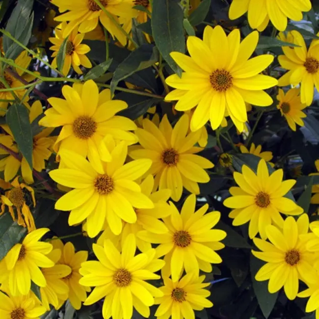 Ox Eye Sunflower Seeds Prairie Perennial Wildflower Drought Tolerant 500 Seeds F - £17.47 GBP