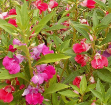 SEEDS 100 BALSAM CAMILIA FLOWERED BALSAM MIX LARGE DOUBLE BLOSSOMS ANNUAL - $8.10