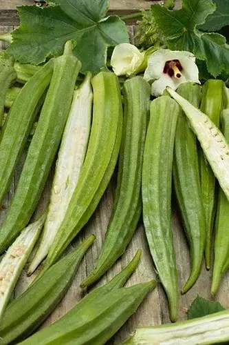 LWS Louisiana Longhorn Cowhorn Okra Organic Non Gmo Herb 100 Seeds Fast ... - £7.48 GBP