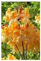 Dancing Rabbit~~Aromi Deciduous Azalea Rhododendron~~Well Rooted Small Starter P - £20.07 GBP