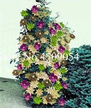 PWO Fresh Climbing Clematis Seeds, Mixed - $5.18