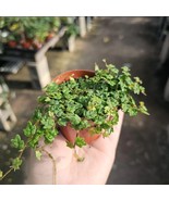 The **String of Frogs** (Ficus Pumila Quercifolia) is a versatile traili... - $23.33 CAD