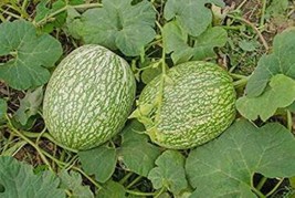 20 Seeds Fin Melon Chilacayote Fig Leaved Malabar Gourd Plant Seeds Gardening - £12.52 GBP