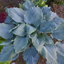 Hosta Diamond Lake 3 Inch Pot Size Starter Plant Plant Garden - $6,072.63 MXN