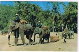 Thailand Postcard Chiengmai Elephants Working In The Forest - £3.01 GBP